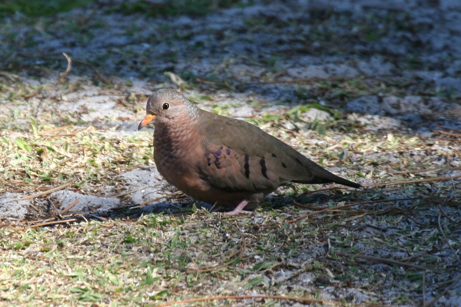 The Most Common Costa Rican Birds in Las Catalinas